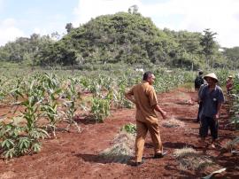 Hama wereng menyerang, PPL Rongkop survei lokasi